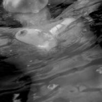 ������, ������ �����